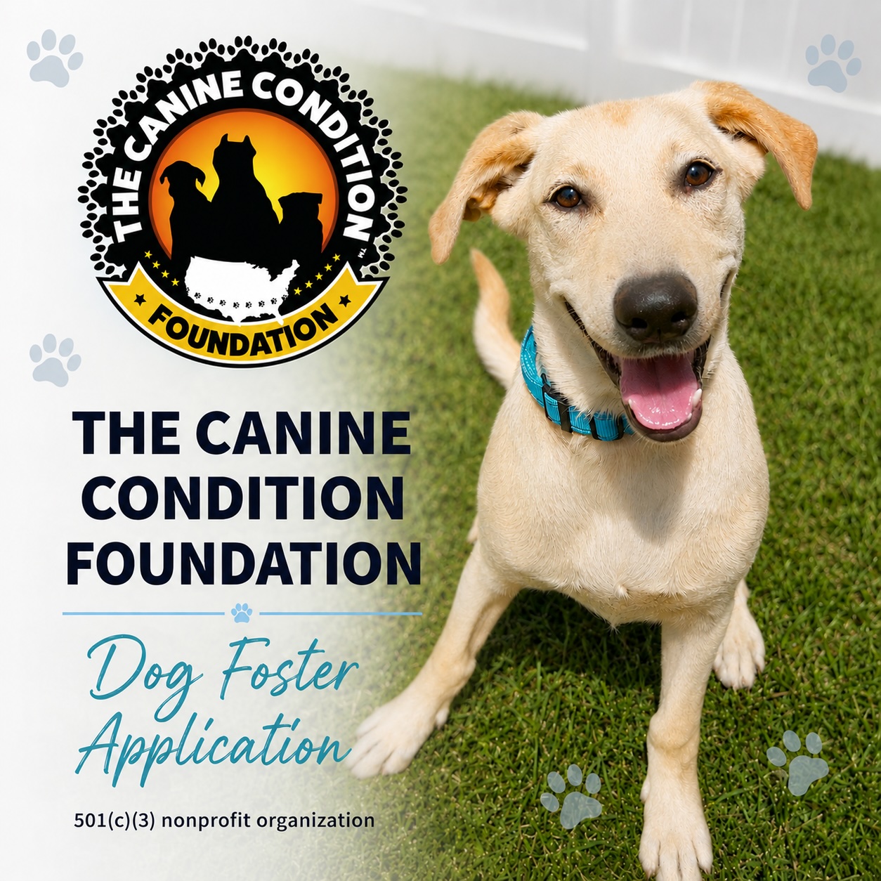 See our dog foster application